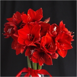 Buchet din Amarilis photo