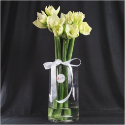 Buchet din Amarillis Alb photo