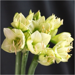 Buchet din Amarillis Alb photo