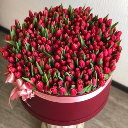 Cutie cu 301 Lalele Rosii photo