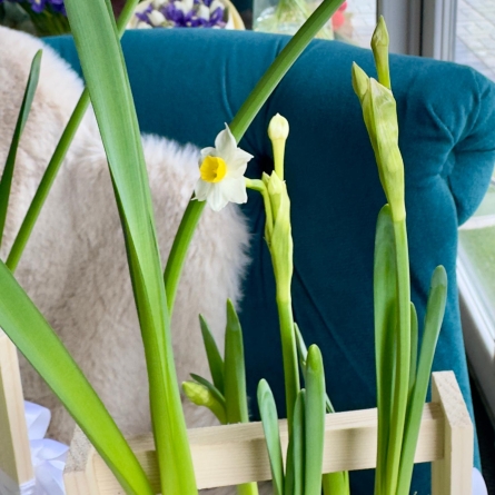 Lădiță cu Narcise cu Bulbi alt vedere product 2