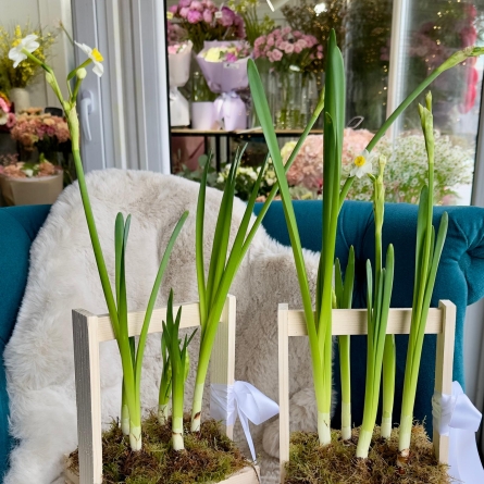 Lădiță cu Narcise cu Bulbi alt vedere product 4