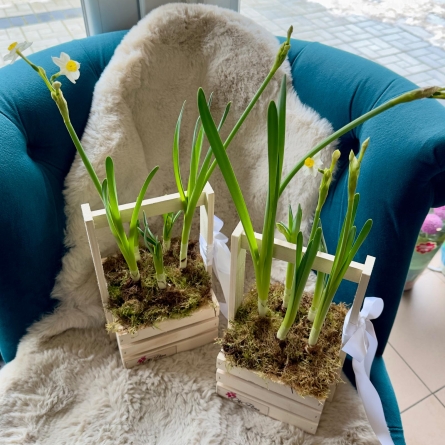 Lădiță cu Narcise cu Bulbi alt vedere product 5